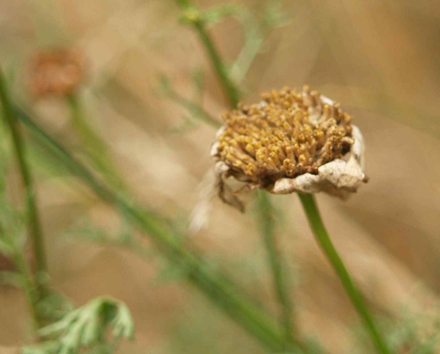 Daisy, Montpellier fruit